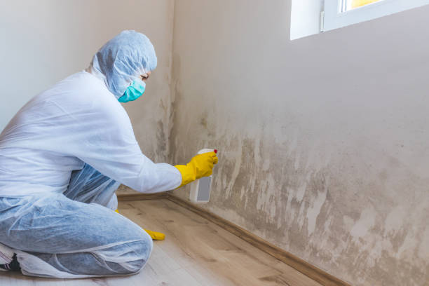Licensed Black Mold Removal service in Feasterville Trevose, PA - WQB Mold Removal